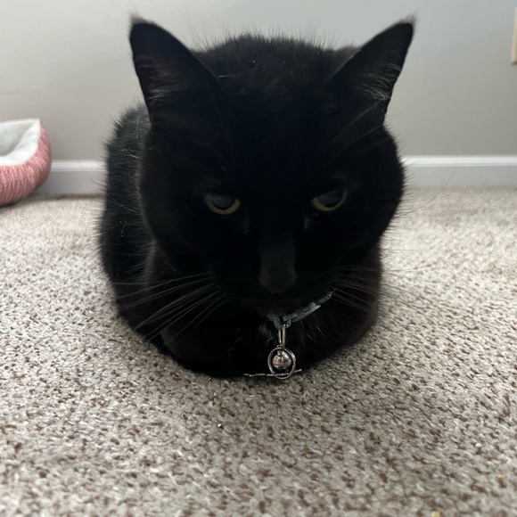 Live Show Flyer - Picture 4 of 4